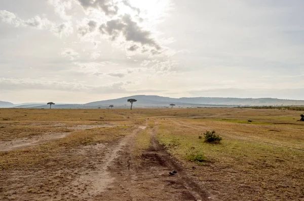 Προβολή της σαβάνας στην Κένυα πάρκο Μασάι Μάρα — Φωτογραφία Αρχείου