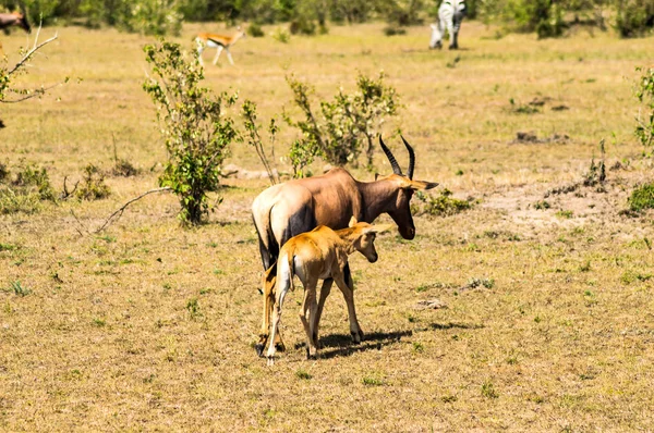 Topi a jeho dítě, pasoucí se v savannah parku Masai Mara — Stock fotografie