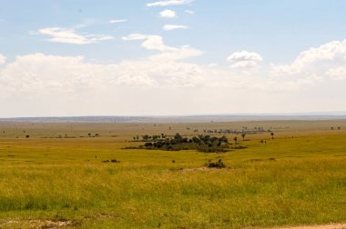 Savannah Masai Mara Park Kenya görünümünü