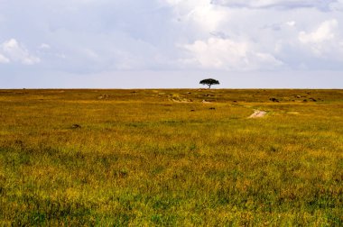 Savannah Masai Mara Park Kenya görünümünü