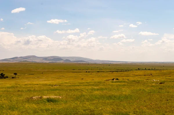 Savannah Masai Mara Park Kenya görünümünü