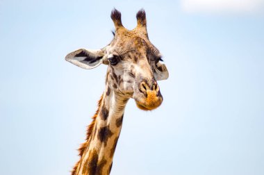 Akasya mara Kenya Park yakınındaki izole zürafa