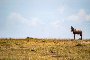 Kenya 'da Mara Park 'ın savında Topi otlama