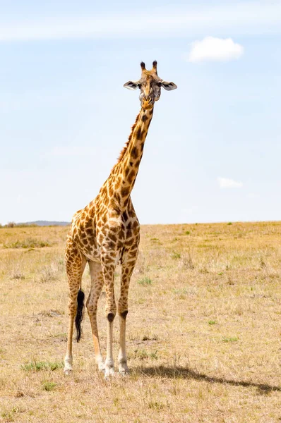Girafa isolada perto de acácia no parque de mara Quênia — Fotografia de Stock