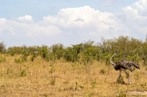 Avestruz en la sabana de mara un parque en el noroeste de Kenia —  Fotos de Stock