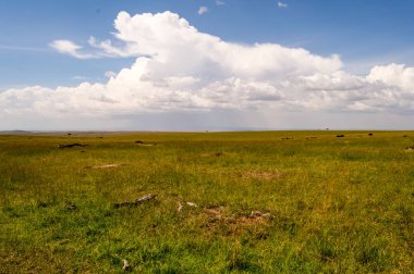 Savannah Masai Mara Park Kenya görünümünü