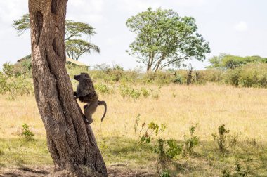 İzole babun Masai Mara Savannah bir taş üzerinde oturan