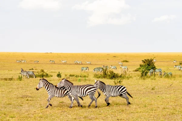 Manada de cebras pastando en la sabana del Parque Maasai Mara en Ke — Foto de Stock