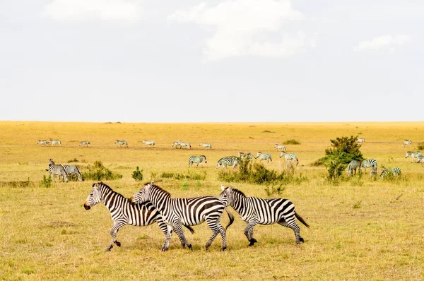 Stado Zebr wypas w savannah parku Masai Mara w Ke — Zdjęcie stockowe