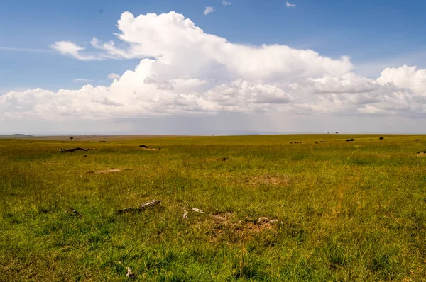 Vista de la sabana en Maasai Mara Park Kenia — Foto de Stock