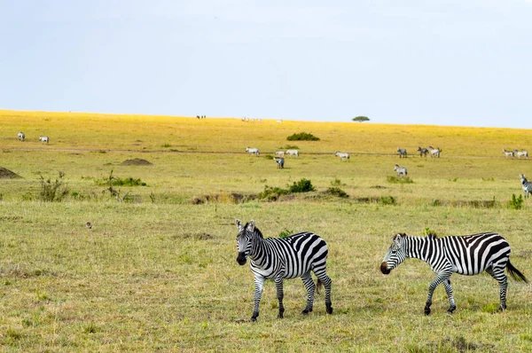 Rebanho de zebras pastando na savana do Parque Maasai Mara em Ke — Fotografia de Stock