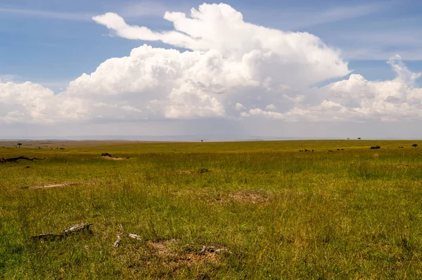 View of the savannah in Maasai Mara Park Kenya — Stock Photo, Image