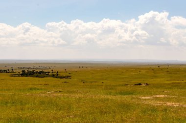 Savannah Masai Mara Park Kenya görünümünü