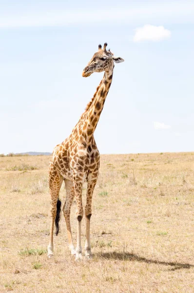 Giraffa isolata vicino all'acacia nel parco di mara Kenya — Foto Stock