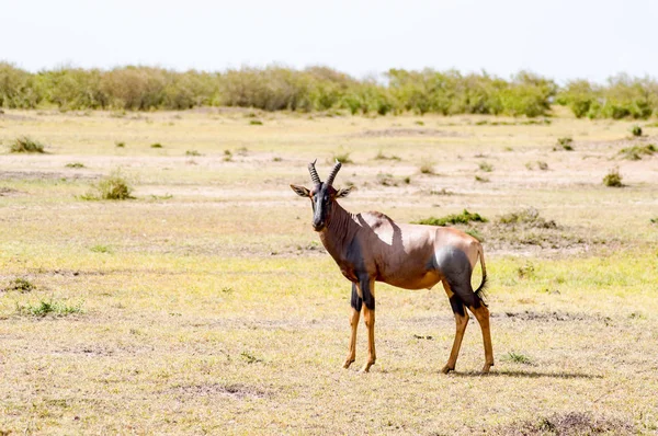 Topi pâturage dans la savane du parc Masai Mara au Kenya — Photo