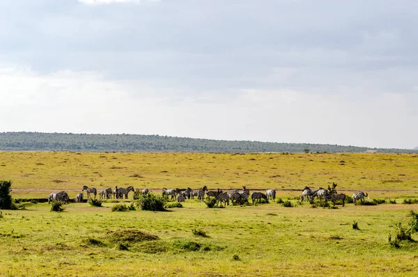 Rebanho de zebras pastando na savana do Parque Maasai Mara em Ke — Fotografia de Stock