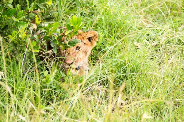 Jovem leão escondido no matagal do parque maasai mara no noroeste — Fotografia de Stock