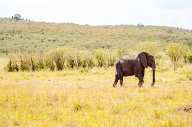 Filler profil görünümü Masai Mara Pa Savannah izole