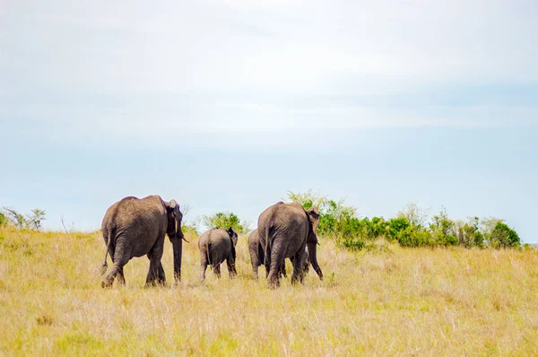 Quatro elefantes afastando-se na savana de Masai Mara Park em — Fotografia de Stock