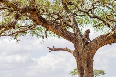 Akbaba tutucu bir akasya m park üstündeki poz verdi