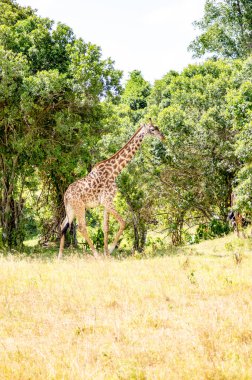 Akasya mara Kenya Park yakınındaki izole zürafa
