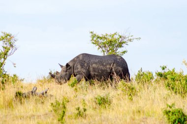 Yalnız gergedan Masai Mara parkında Savannah otlatma
