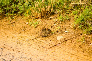Masai Mara Savannah bir toprak yolda nibbling fare