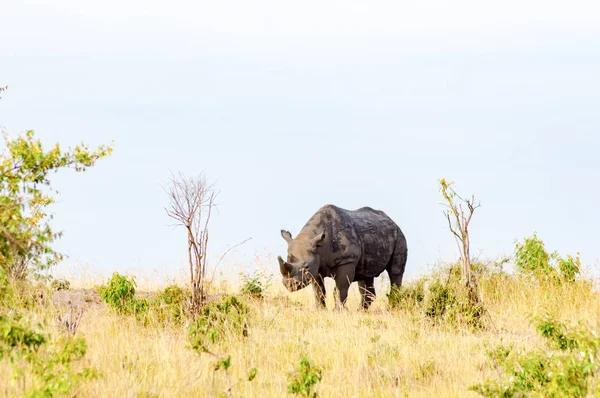 Rinoceronte solitário pastando na savana do Parque Maasai Mara em — Fotografia de Stock
