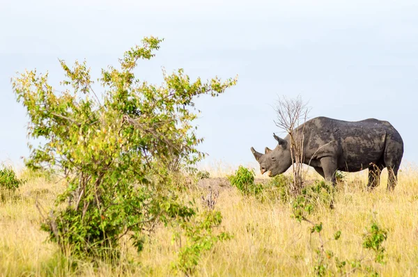 Solitario Rinoceronte pastando en la sabana del Parque Maasai Mara en — Foto de Stock