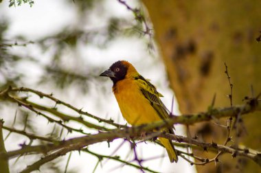 Masai Mara parkında bir siyah akasya ağacı üzerinde dinlenme Weaver kuş