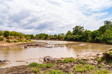 Mara Nehri Masai Mara parkında hipopotamın sürüleri 