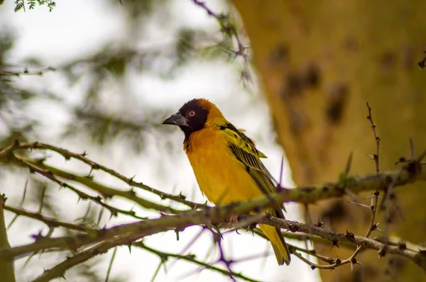 Uccello tessitore appoggiato su un albero di acacia nera nel parco Masai Mara in — Foto Stock