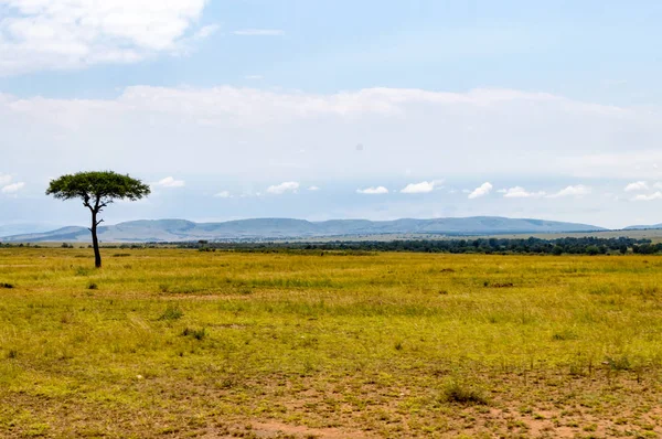 Tormenta en la sabana y colinas del parque Maasai Mara en North Wes — Foto de Stock