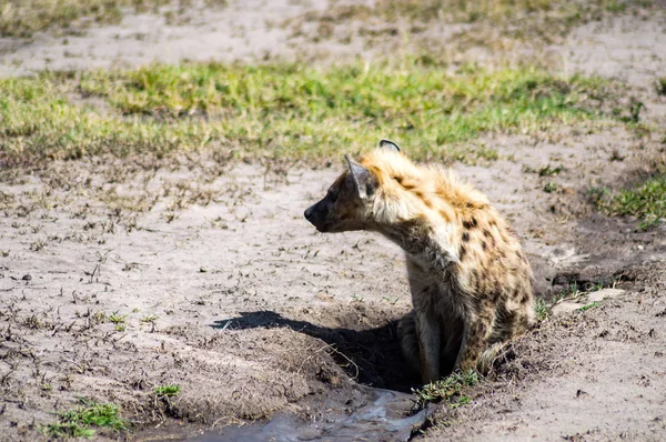 Hyena een modderbad te nemen aan de Maasai Mara Park in Noord-West-Kenia — Stockfoto