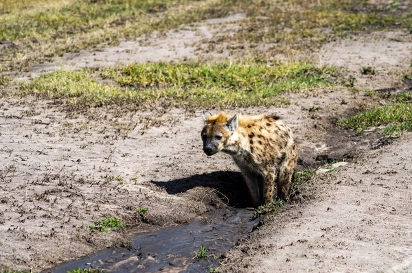 Hyena taking a mud bath in Maasai Mara Park in North West Kenya — Stock Photo, Image