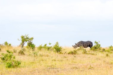 Yalnız gergedan Masai Mara parkında Savannah otlatma