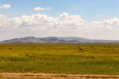 Savannah Masai Mara Park Kenya görünümünü