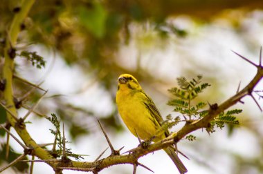 Masai Mara parkında bir siyah akasya ağacı üzerinde dinlenme Weaver kuş