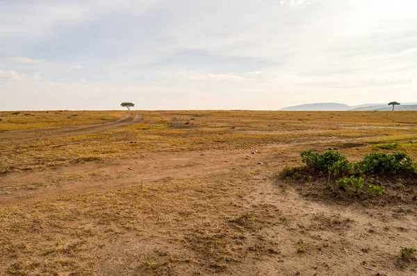 View of the savannah in Maasai Mara Park Kenya — Stock Photo, Image