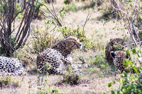 Cheetah lying in the shade of a bush in the savannah of the Mara — Stock Photo, Image