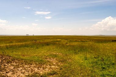 Savannah ve Kuzey Wes Masai Mara parkında tepelerinde fırtınası
