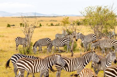 Masai Mara parkında Ke Savannah otlatma zebralar sürüsü