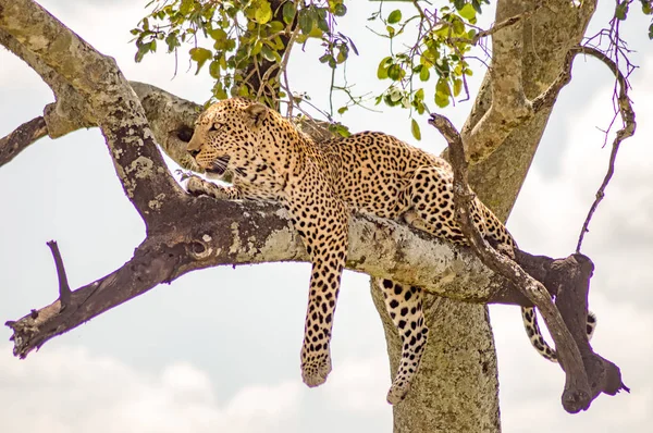 Léopard couché sur une branche avec deux pattes suspendues dans la savane — Photo
