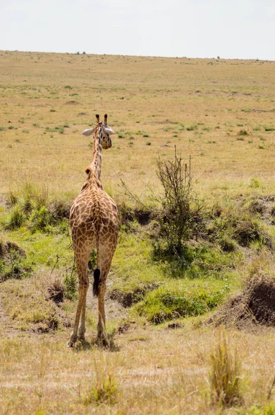 Giraffa isolata vicino all'acacia nel parco di mara Kenya — Foto Stock