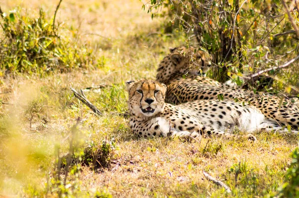 Cheetah lying in the shade of a bush in the savannah of the Mara — Stock Photo, Image