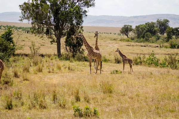 Jirafa aislada cerca de acacia en el parque de mara Kenia —  Fotos de Stock
