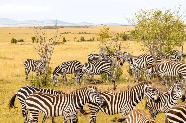 Herd of zebras grazing in the savannah of Maasai Mara Park in Ke
