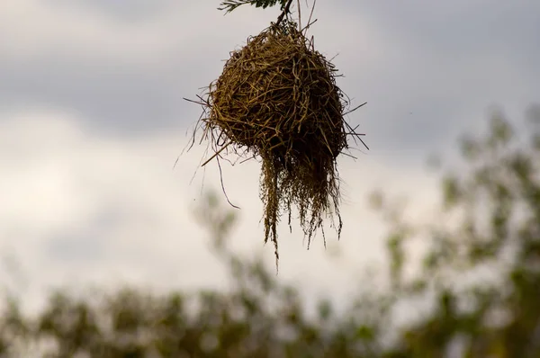 Ninho de um pássaro tecelão pendurado em um ramo de uma acácia preta em — Fotografia de Stock