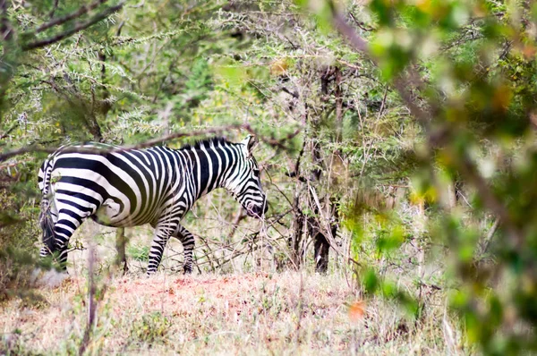 Eine Herde Zebras weidet in der Savanne des Massai-Mara-Parks in Japan. — Stockfoto