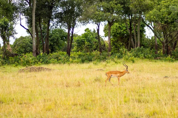 Impalas pastando no Parque Maasai Mara no noroeste do Quênia — Fotografia de Stock